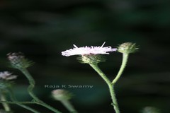 Vernonia peninsularis var. peninsularis